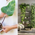 How to Grow and Care for Philodendron: Achieve Stunning Indoor Plants