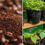 10 Clever Ways to Use Coffee Grounds in Your Garden