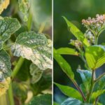 10 Effective Methods to Prevent and Control Powdery Mildew on Plants