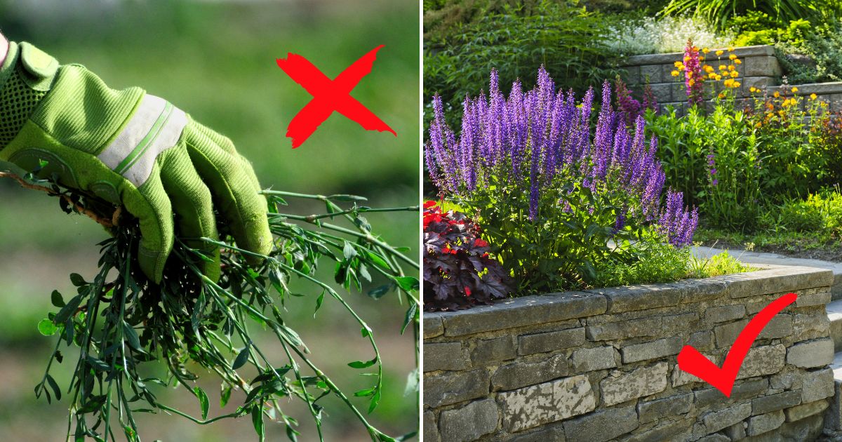 11 Gorgeous Ground Covers for Weed-Free Gardens