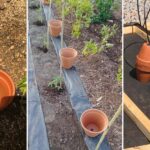 DIY Olla: Simplify Your Garden Watering