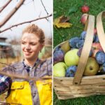Elevate Your Orchard: The Ultimate Fruit Tree Pruning Guide