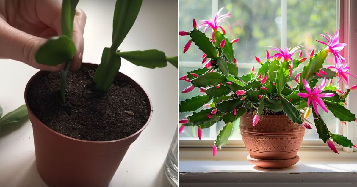 How to Propagate a Christmas Cactus for More Blooms