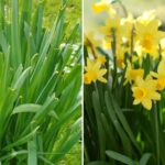 Reasons Why Your Daffodils Only Grow Leaves – And How to Fix It