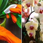 The Right Way to Water Orchids: Avoid Common Mistakes!