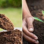 Ultimate Garden Boost: 7 Organic Soil Enhancers