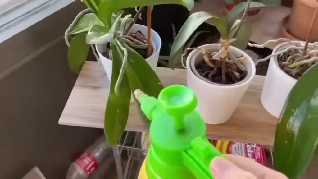 Fertilizing an orchid
