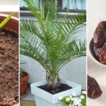 10 Must-Know Tips for Growing a Date Palm Tree from Seed at Home