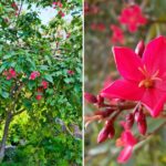 Jatropha Tree Secrets: How to Grow it Like a Pro!