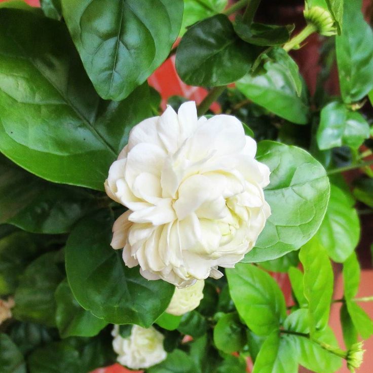 1. Arabian Jasmine