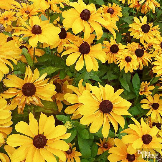 1. Black-Eyed Susan (Rudbeckia hirta)