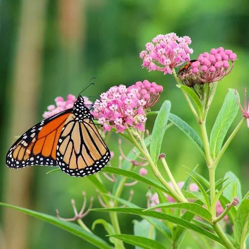 1. Milkweed