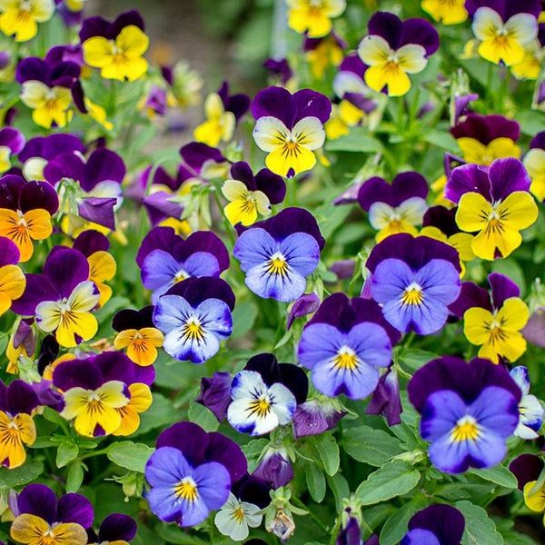 1. Selecting the Right Violas