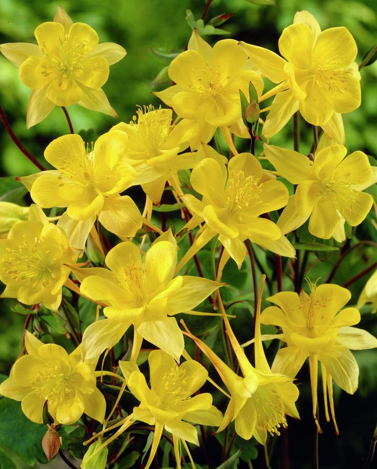 10. Golden Columbine (Aquilegia chrysantha)