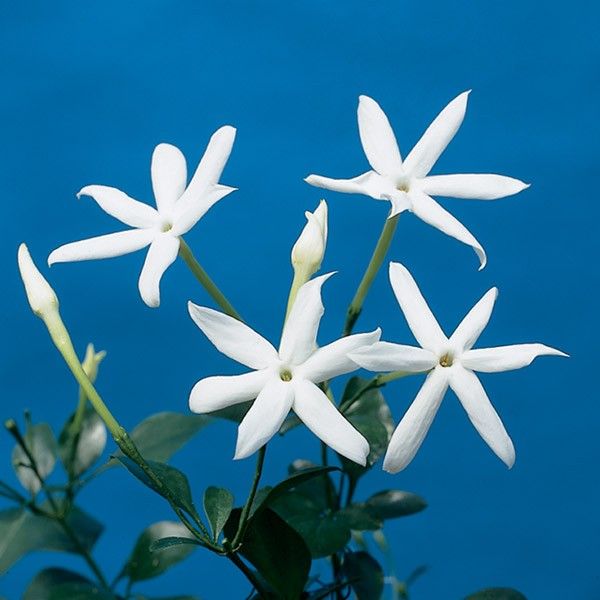 10. Star Jasmine