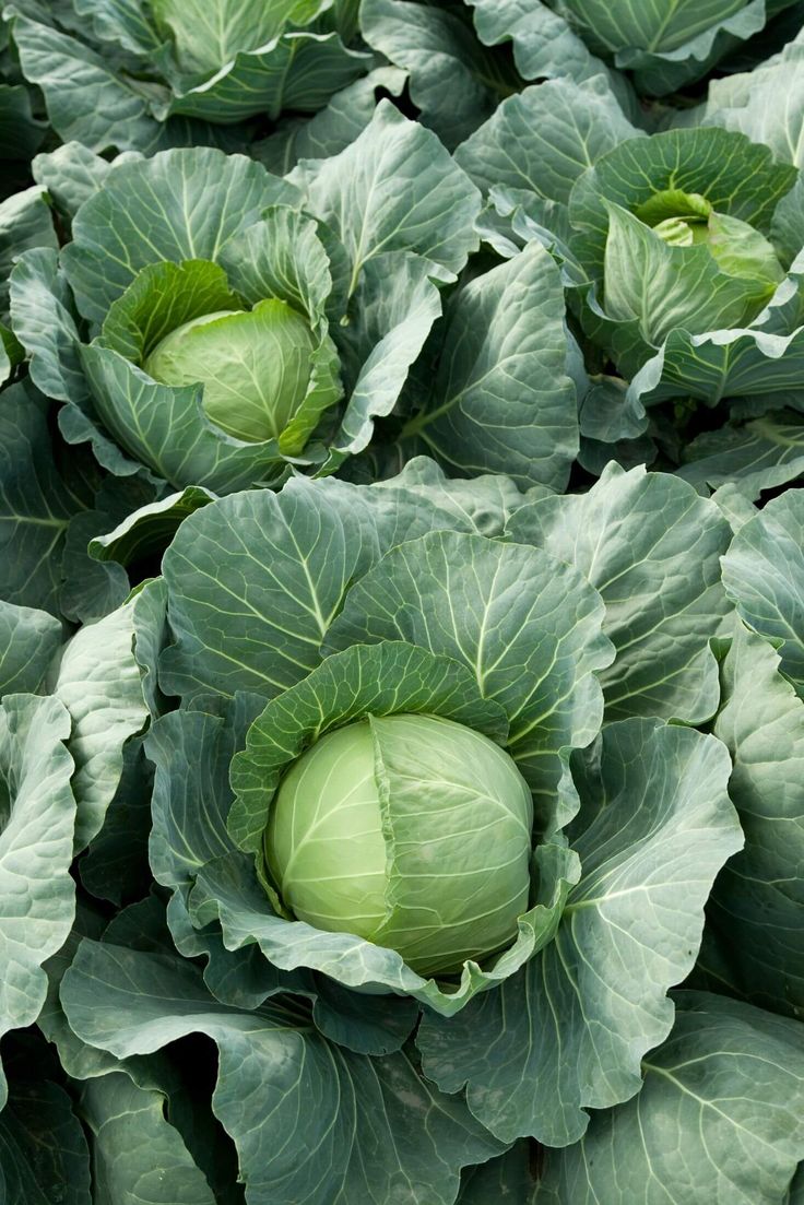 11. Cabbage