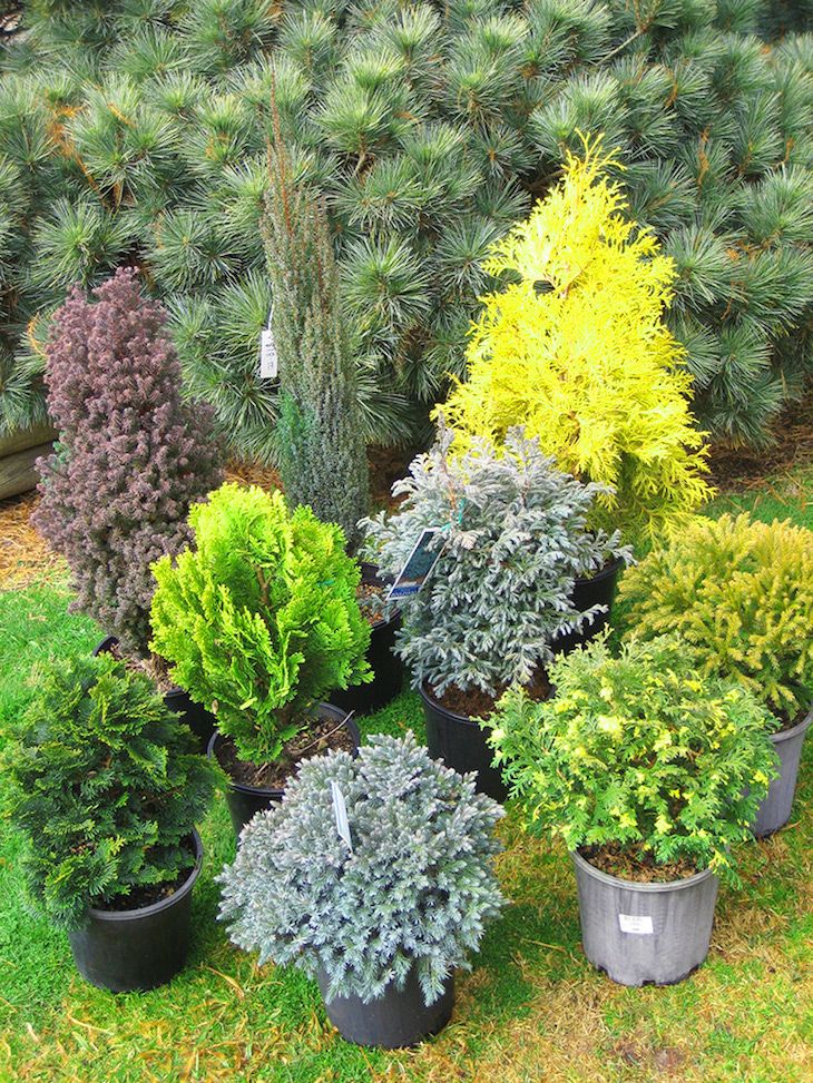 11. Evergreen Shrubs