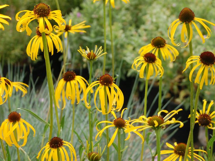 11. Yellow Coneflower (Echinacea paradoxa)