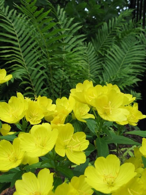 12. Evening Primrose (Oenothera)