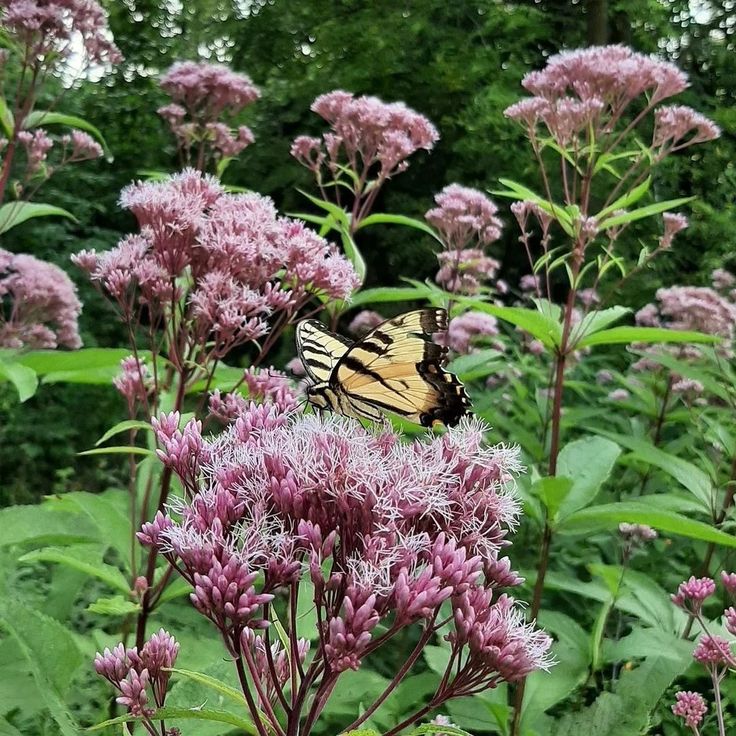 12. Joe-Pye Weed