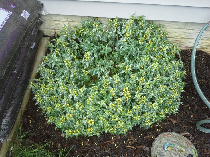 13. Yellow Deadnettle (Lamium galeobdolon)