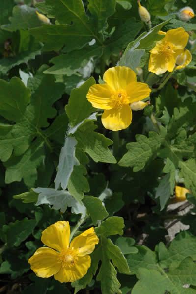 14. Celandine Poppy (Stylophorum diphyllum)