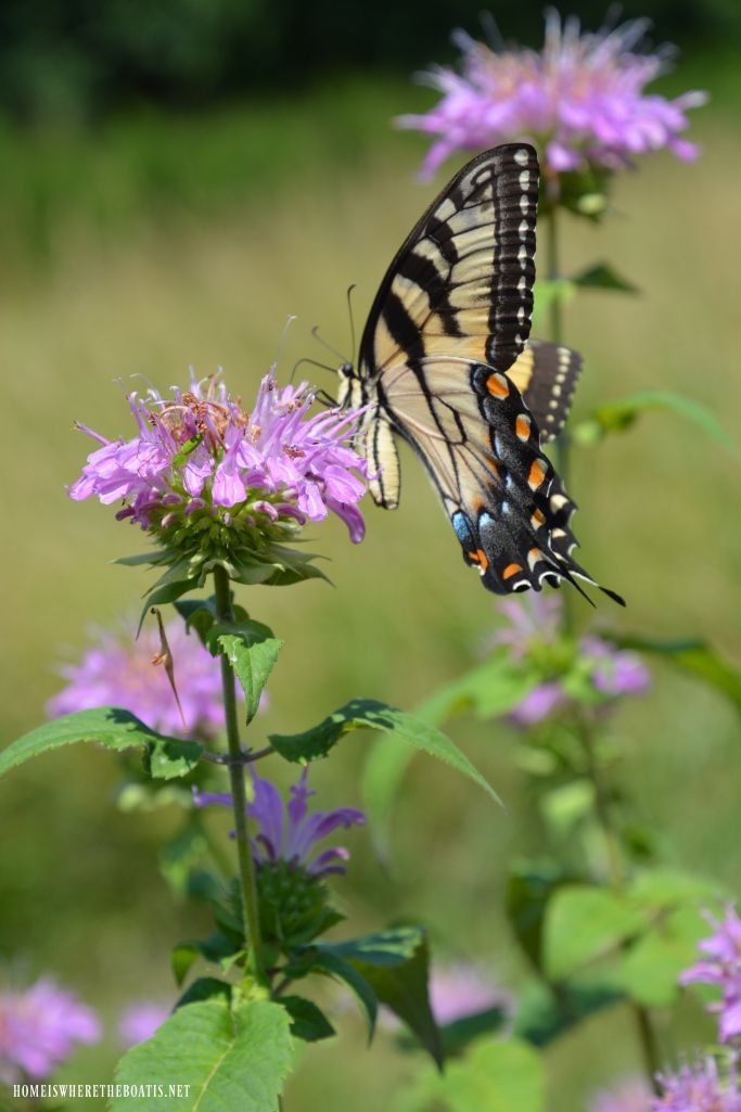 15. Bee Balm