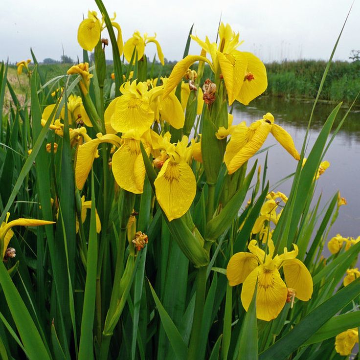 15. Yellow Flag Iris (Iris pseudacorus)