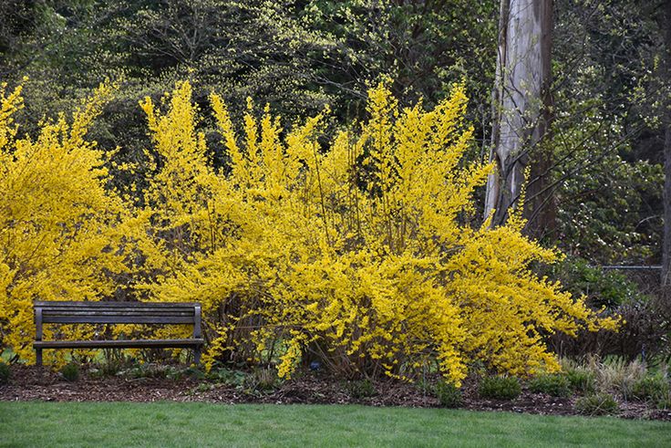 16. Forsythia (Forsythia x intermedia)