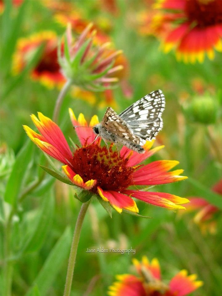 17. Blanket Flower