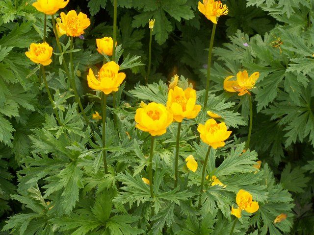 17. Globe Flower (Trollius)