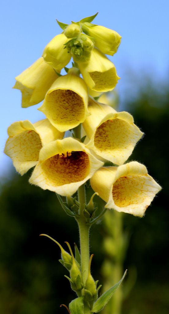 18. Yellow Foxglove (Digitalis grandiflora)