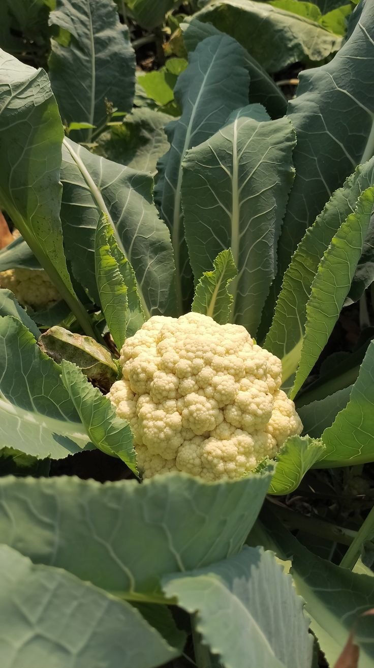 19. Cauliflower