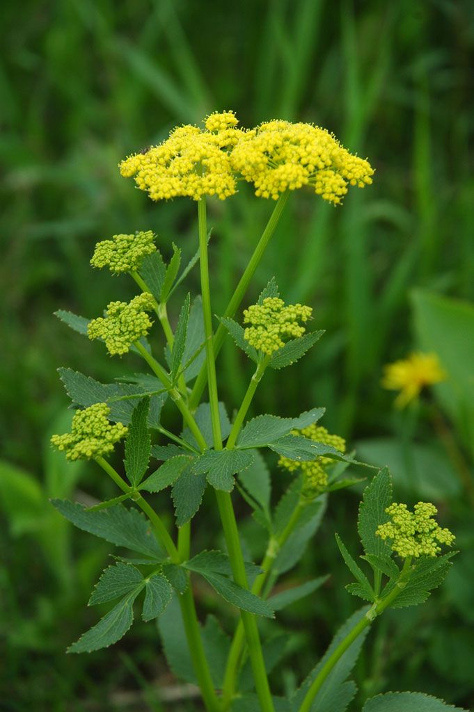 19. Golden Alexander (Zizia aurea)