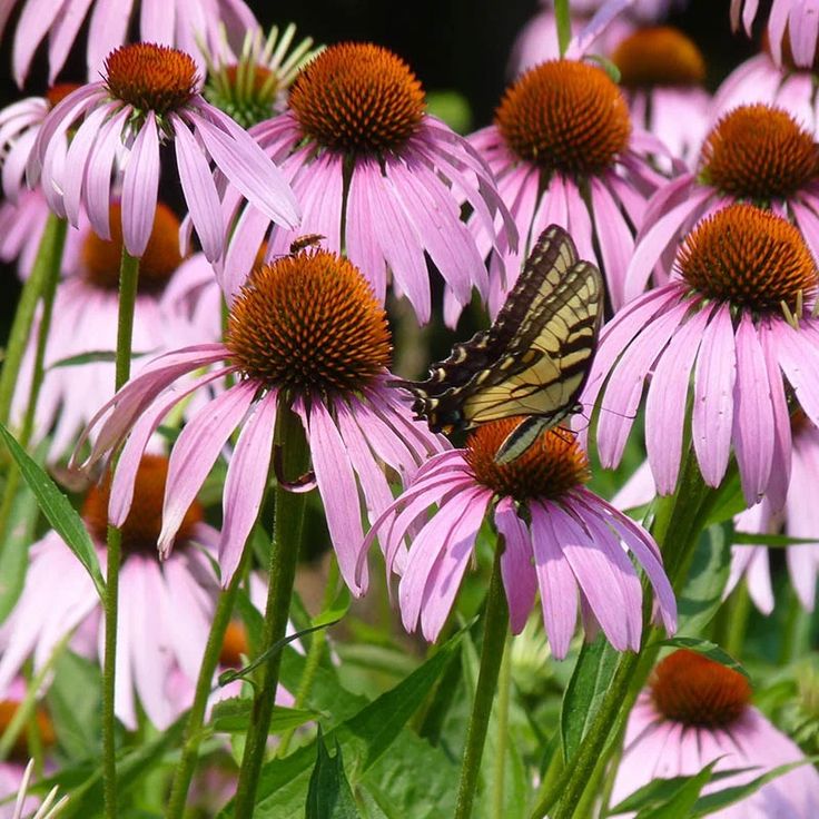 19. Purple Coneflower