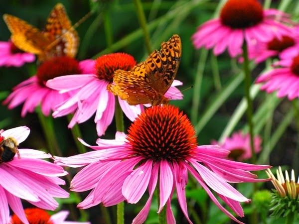 2. Coneflower