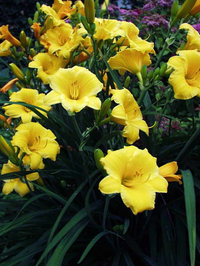 2. Daylily (Hemerocallis)