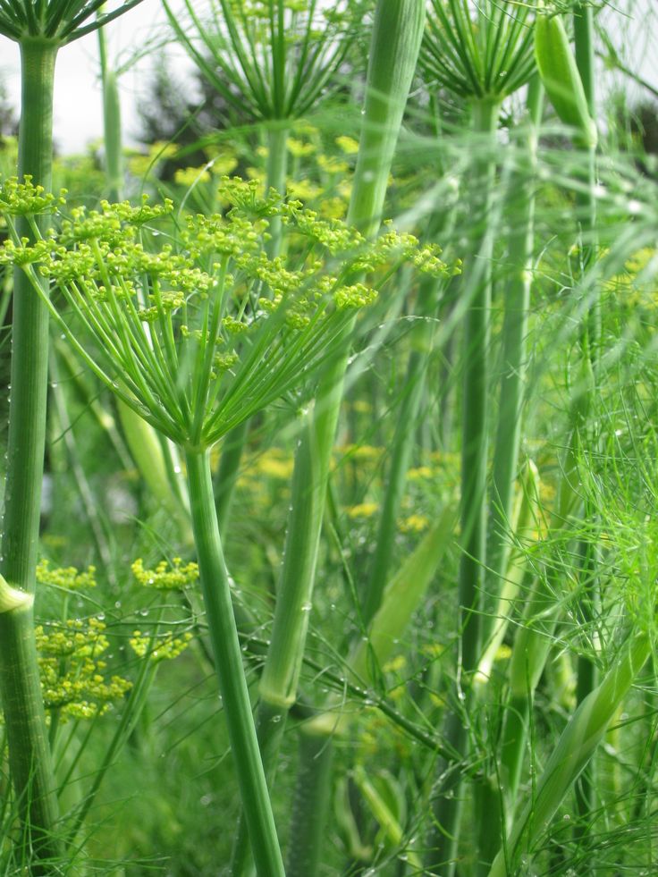 2. Fennel