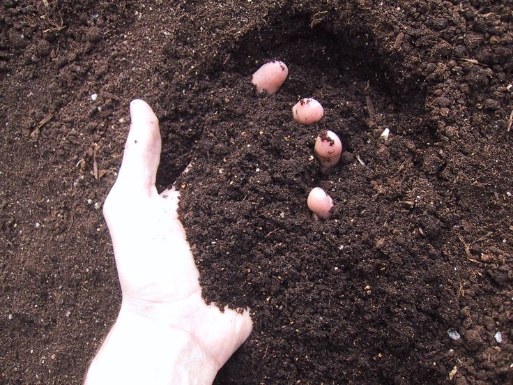 2. Preparing the Soil