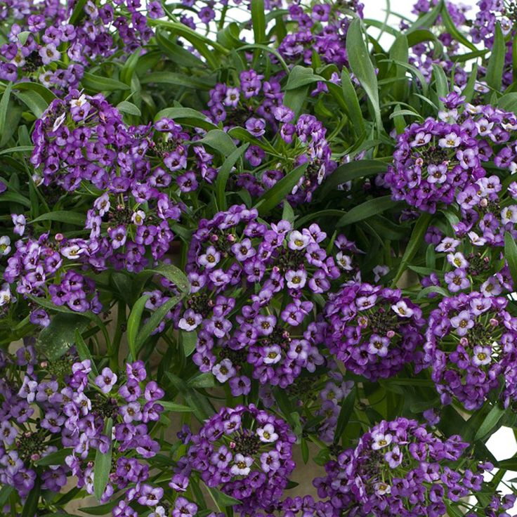 2. Sweet Alyssum