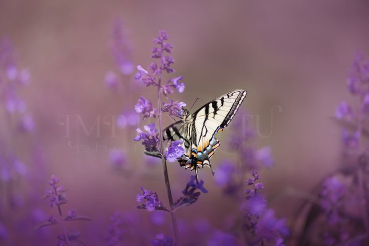 20. Catmint