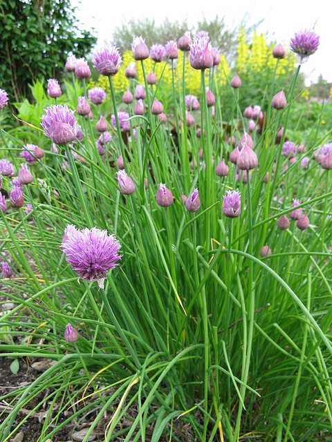 20. Chives