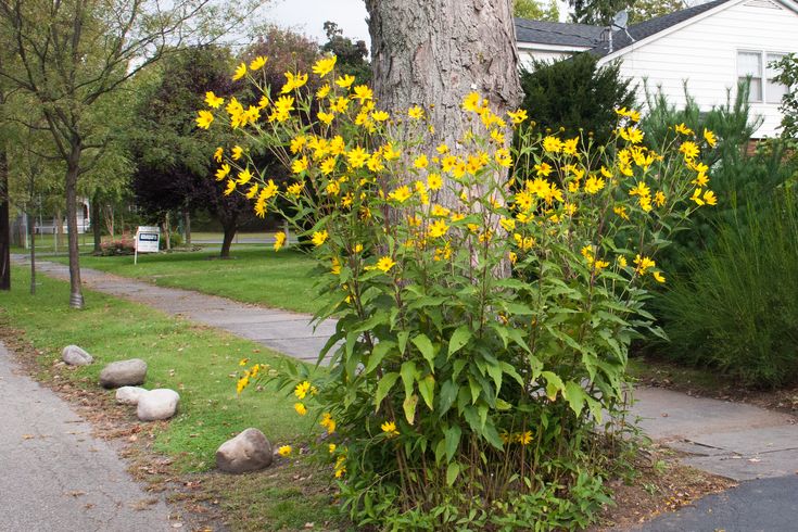 20. Jerusalem Artichoke (Helianthus tuberosus)