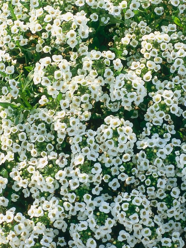 21. Alyssum