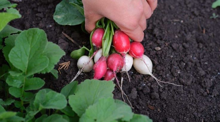 21. Radishes