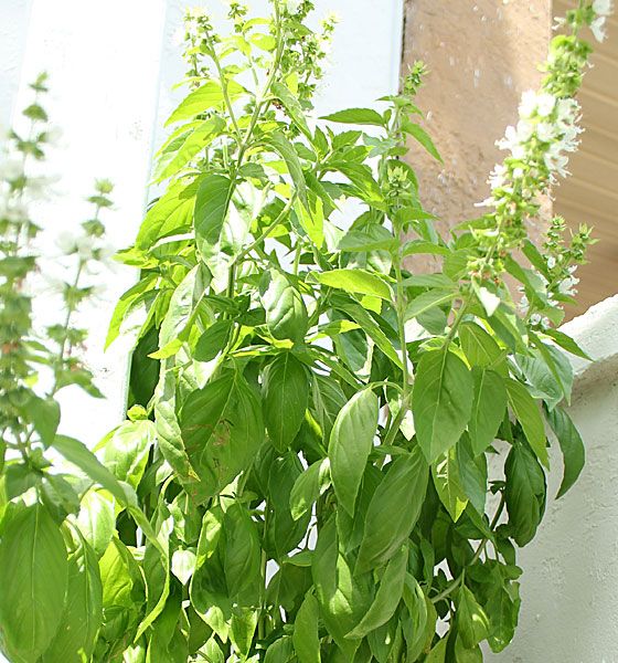 26. Basil