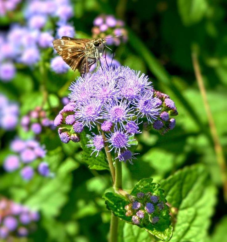 28. Blue Mistflower