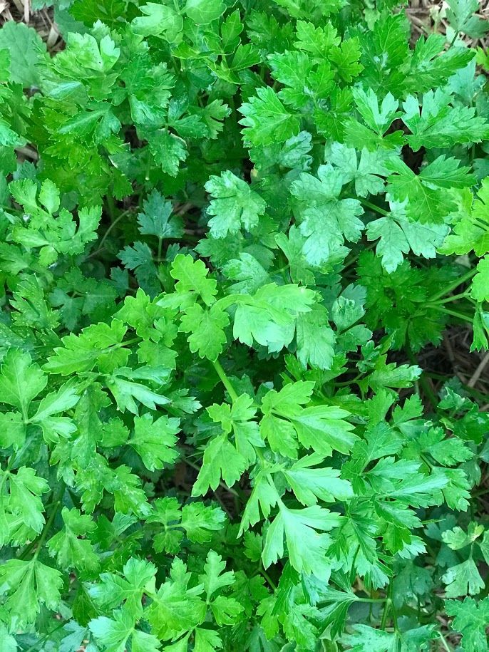 28. Parsley