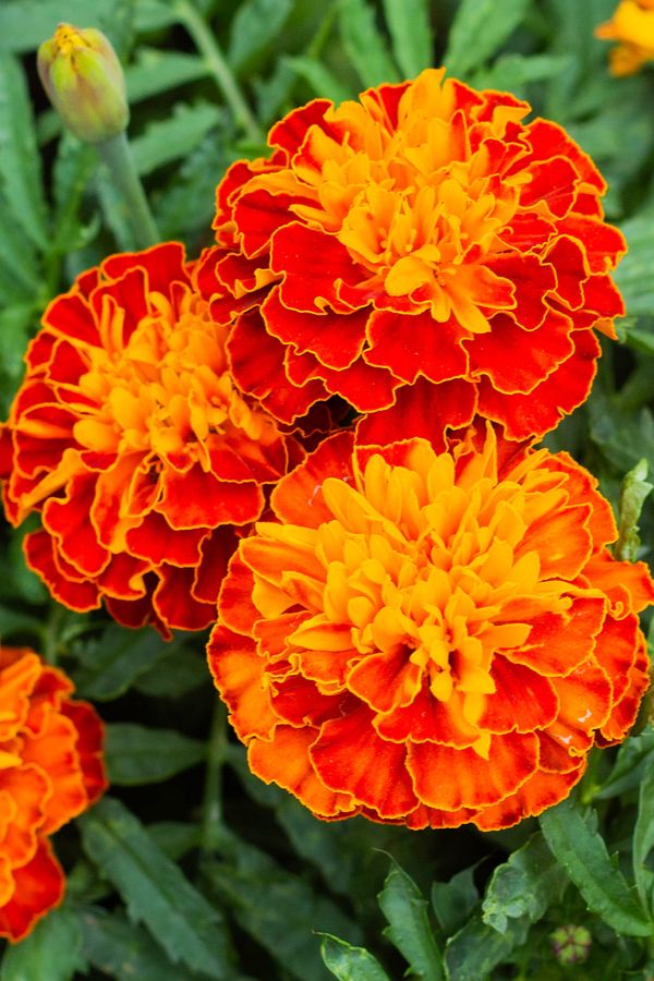 29. Marigolds