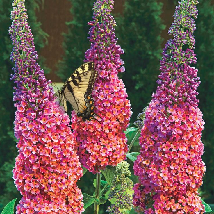 3. Butterfly Bush